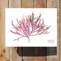 False Eyelash Weed Print 02 | Limited Edition Print | Calliblepharis Jubata Seaweed
