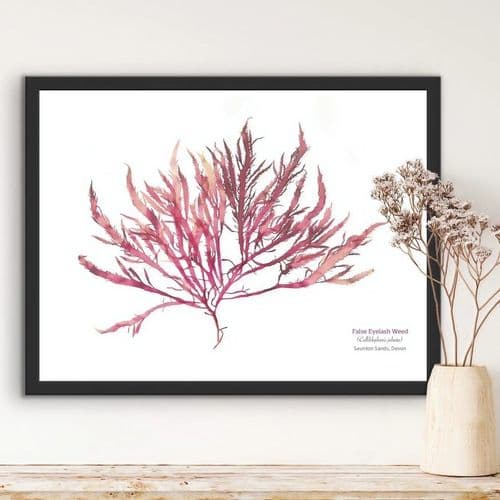 False Eyelash Weed 02 – Seaweed Print