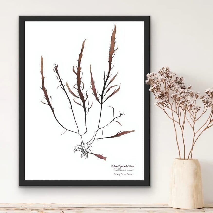 False Eyelash Weed 03 – Seaweed Print