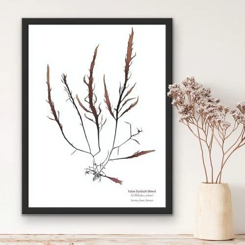False Eyelash Weed 03 – Seaweed Print