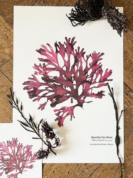 Fan Seaweed 02 Print | Limited Edition Print | Metacallophyllis Laciniata Seaweed