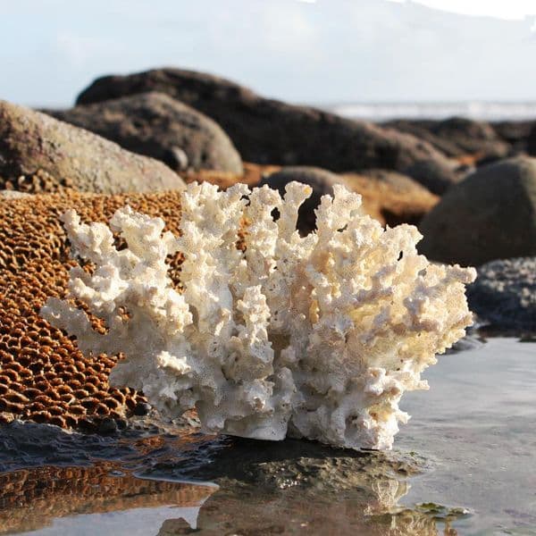 Faux Branch Coral Sculpture