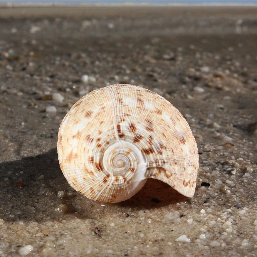 Fig Shell | Underlined Fig Shell | Ficus Subintermedia
