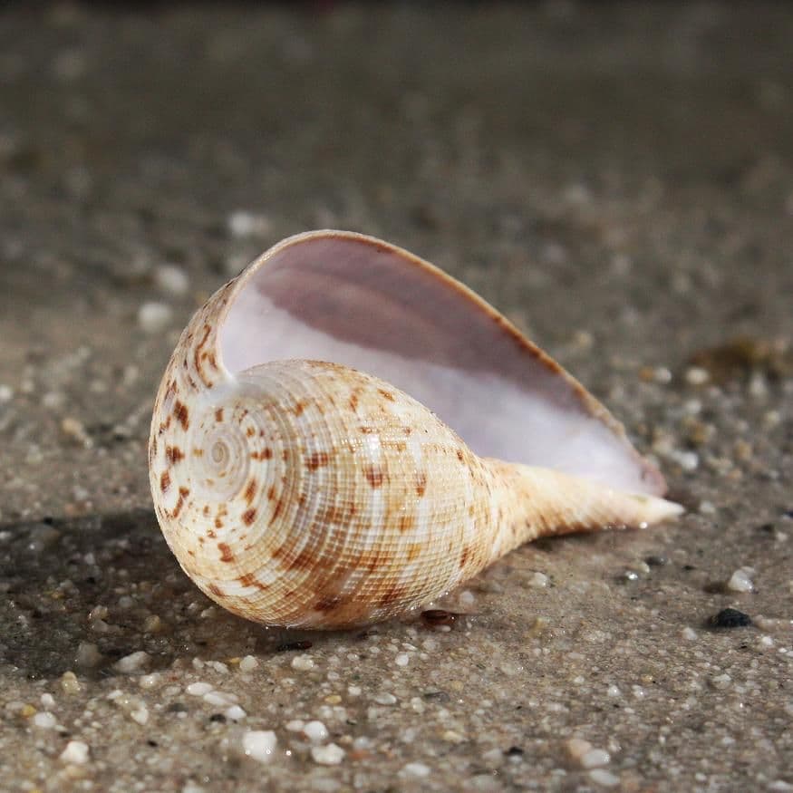 Fig Shell | Underlined Fig Shell | Ficus Subintermedia