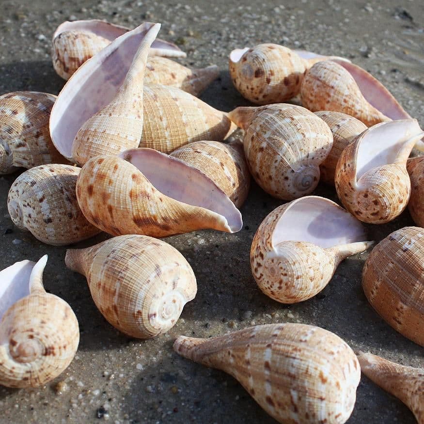 Fig Shell | Underlined Fig Shell | Ficus Subintermedia