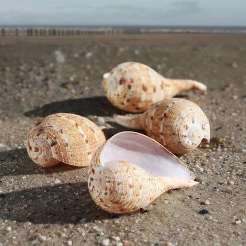 Fig Shell