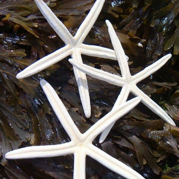 Finger Starfish | White Starfish | Dried Starfish | Pointer Starfish