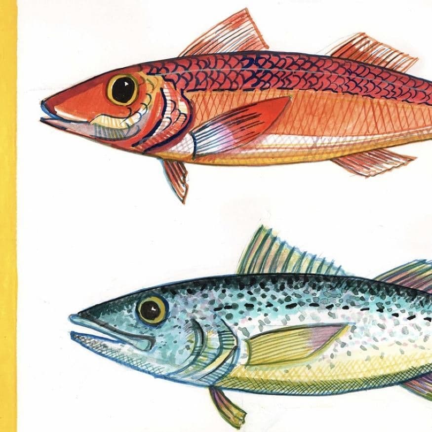 Five Fish with Yellow Border Print| A3 Print | Andrew Ruffhead