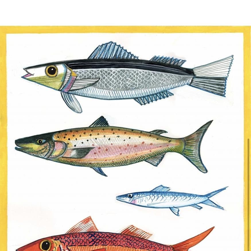 Five Fish with Yellow Border Print| A3 Print | Andrew Ruffhead