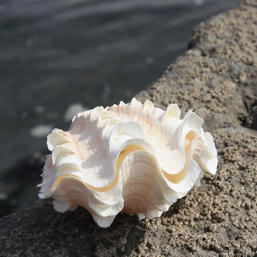 Fluted Giant Clam Shell