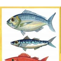 Four Fish with Yellow Border Print| A3 Print | Andrew Ruffhead