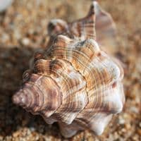 Fox Head Shell | Seashells | Beach Shells