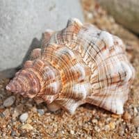 Fox Head Shell | Seashells | Beach Shells