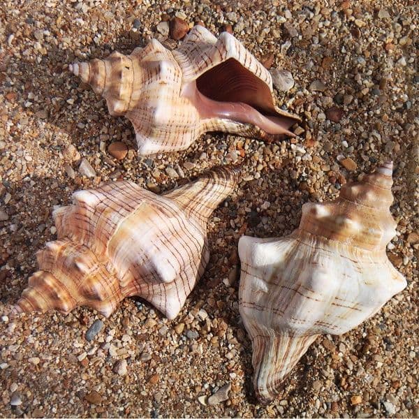 Fox Halff Shell Fox Head Shell | Seashells | Beach Shells