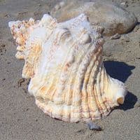 Frog Shell - Large
