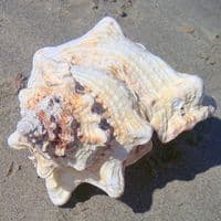 Frog Shell - Large