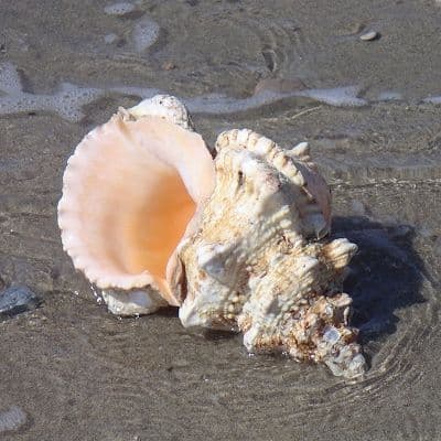Frog Shell - Large