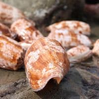 Geography Cone Shell | Conus Geographus