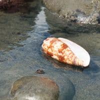 Geography Cone Shell | Conus Geographus