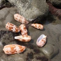 Geography Cone Shell | Conus Geographus