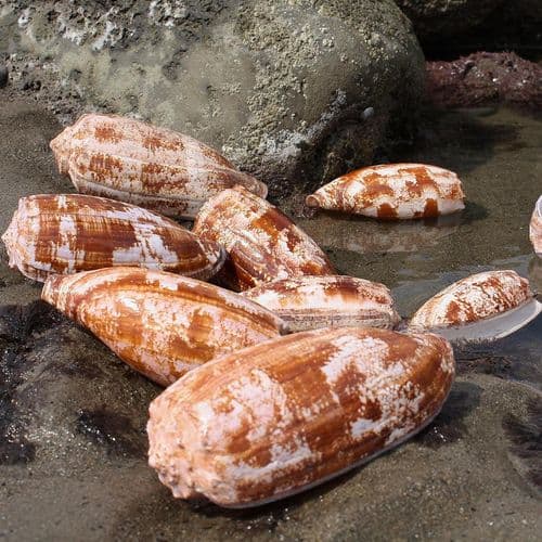 Geography Cone Shell