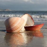 Giant Heart Cockle | Plagiocardium Pseudolima | Seashell Ring Bearer