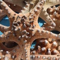 Giant Knobbly Starfish