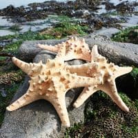 Giant Knobbly Starfish