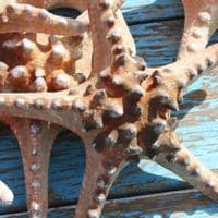 Giant Knobbly Starfish