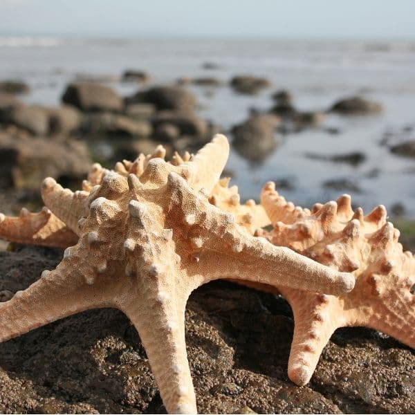 Giant Knobbly Starfish