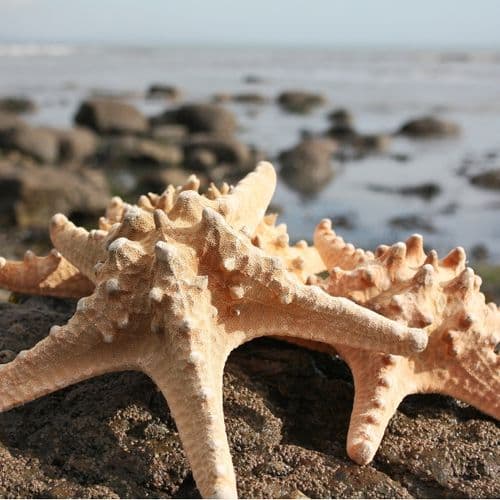 Giant Knobbly Starfish