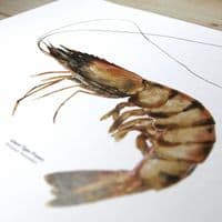Giant Tiger Prawn | Martyn Warren | Penaeus Monodon