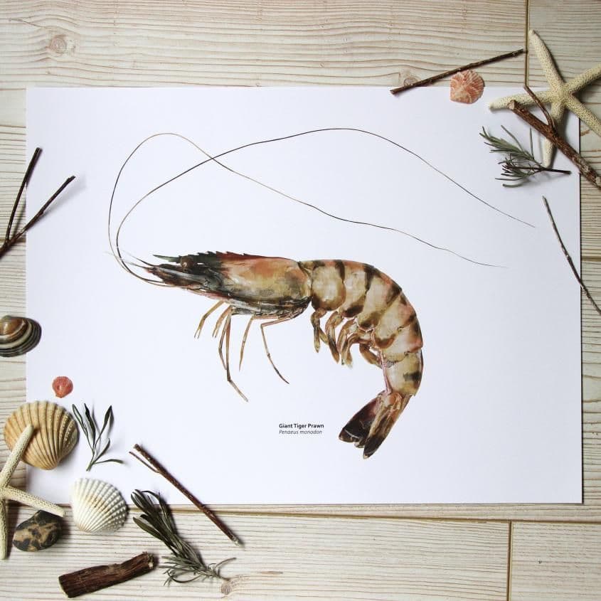 Giant Tiger Prawn Print