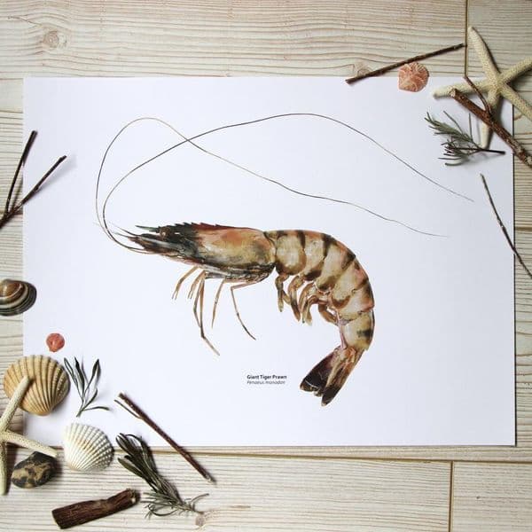 Giant Tiger Prawn | Martyn Warren | Penaeus Monodon