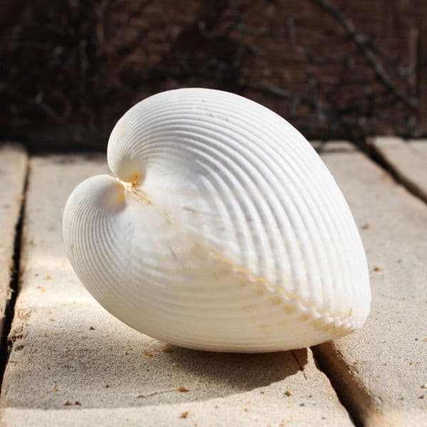 Giant White Heart Cockle | Plagiocardium Pseudolima | Beach Shells