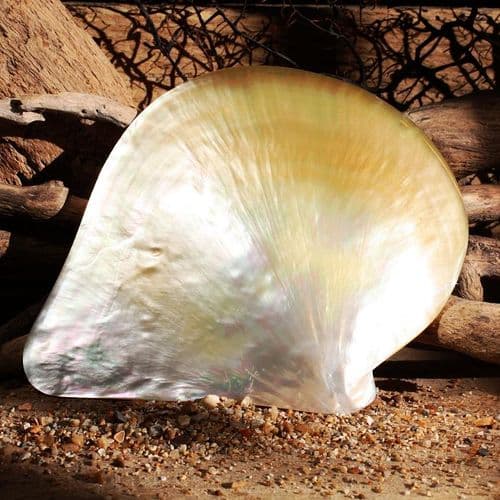 Gold Lipped Pearl Oyster Shell