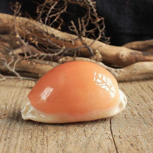Golden Cowrie Shell