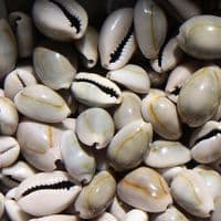 Goldring Cowrie Shell Pack