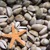 Goldring Cowrie Shell Pack