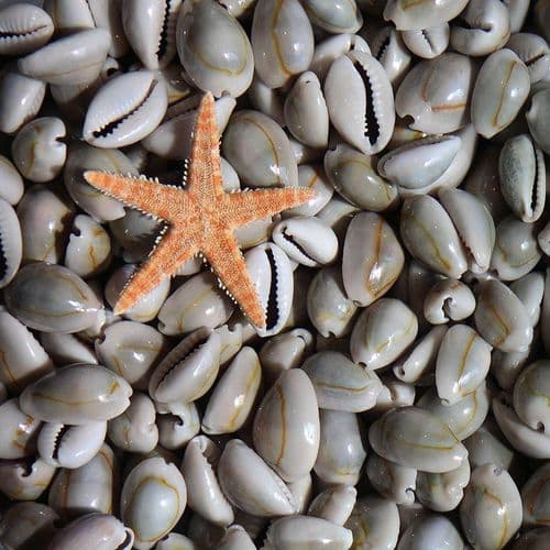 Goldring Cowrie Shell Pack