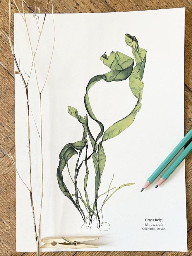 Grass Kelp Seaweed 02- Print
