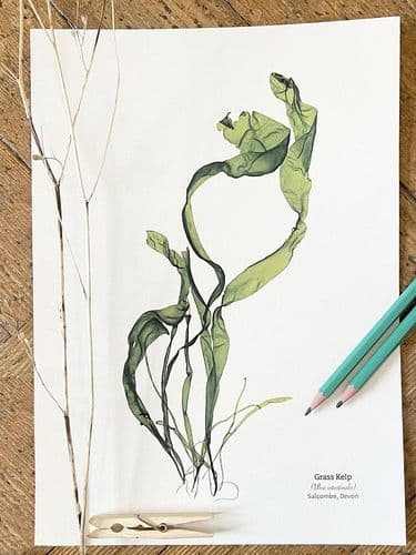 Grass Kelp Seaweed 02- Print