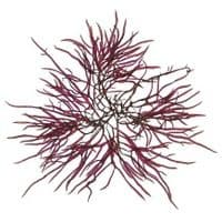 Grateloup’s Fern Weed Seaweed Print | Limited Edition Print | Grateloupia Filcina Seaweed