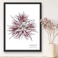 Grateloup’s Fern Weed Seaweed Print | Limited Edition Print | Grateloupia Filcina Seaweed