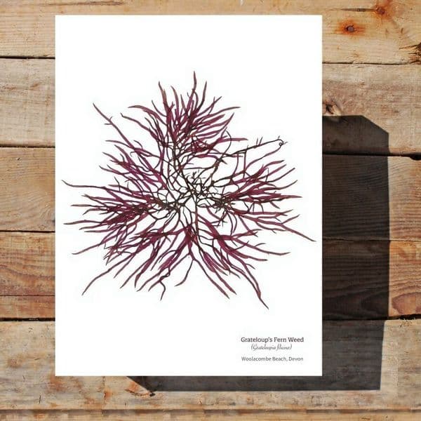 Grateloup’s Fern Weed Seaweed Print | Limited Edition Print | Grateloupia Filcina Seaweed