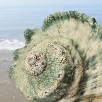 Great Green Turban Shell | Large Turbo Marmoratus | Natural Seashell