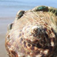 Great Green Turban Shell | Large Turbo Marmoratus | Natural Seashell