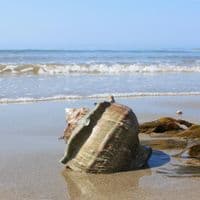 Great Green Turban Shell | Large Turbo Marmoratus | Natural Seashell