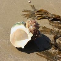 Great Green Turban Shell | Large Turbo Marmoratus | Natural Seashell