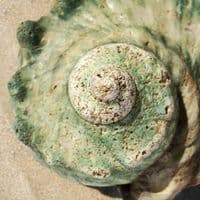 Great Green Turban Shell | Large Turbo Marmoratus | Natural Seashell